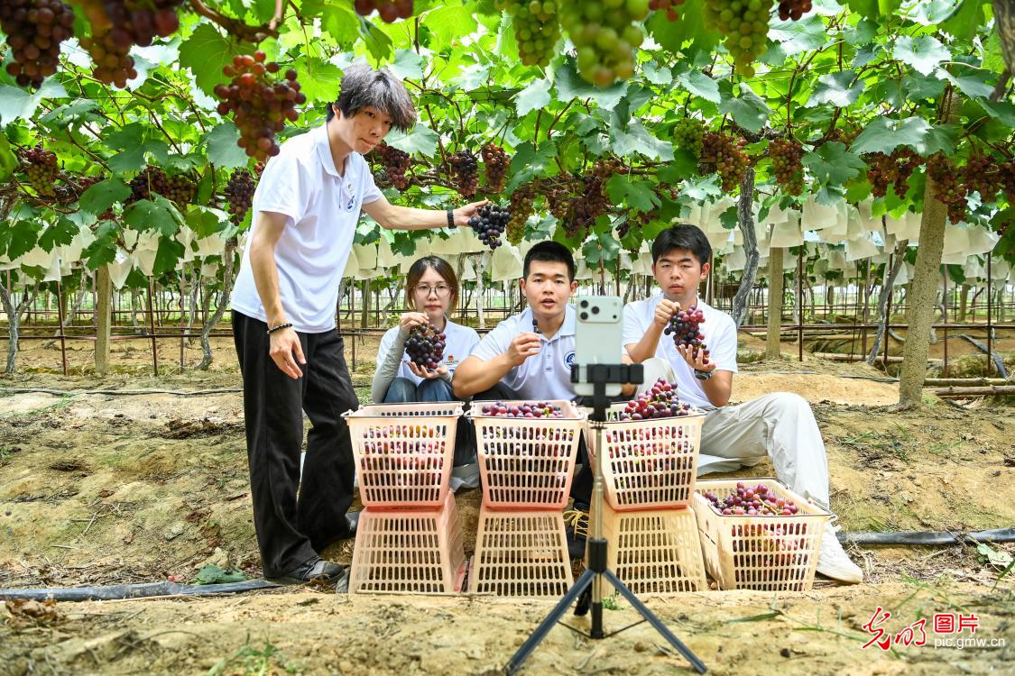 扎根乡土 深耕服务 新时代大学生的盛夏答卷