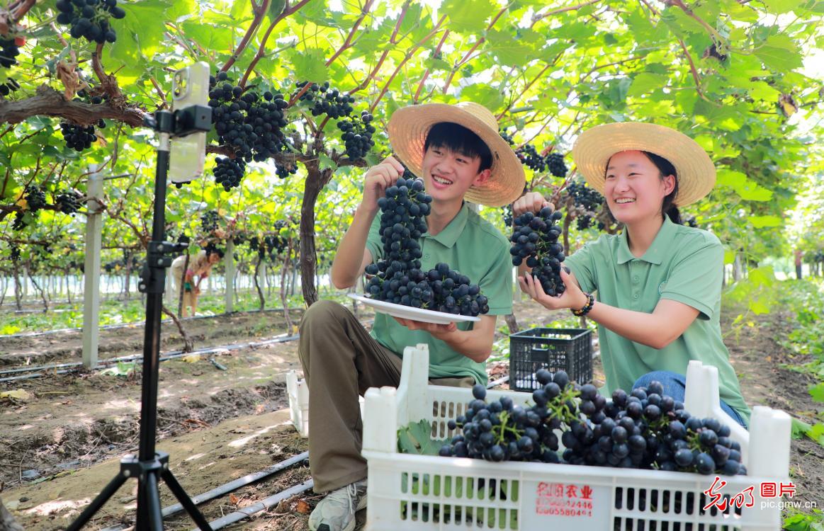 扎根乡土 深耕服务 新时代大学生的盛夏答卷