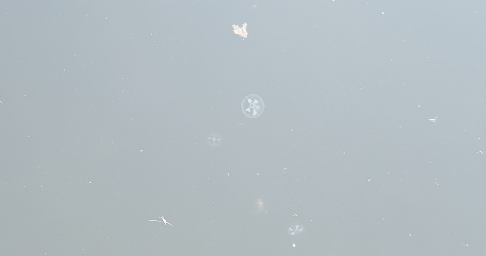 【访一线·展亮点】“水中大熊…